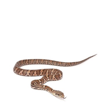 Russian Rat Snake